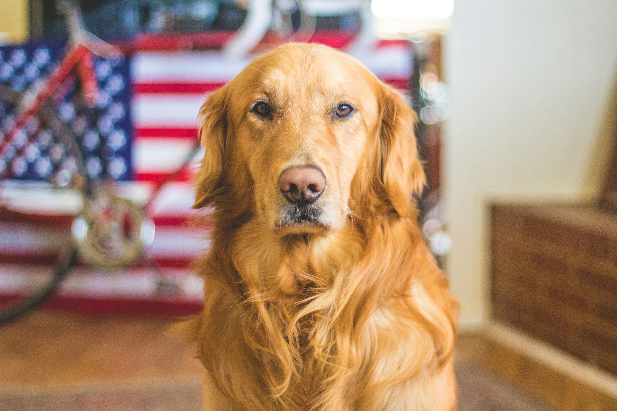 PLL LOT wstrzymują możliwość przewozu psów na połączeniach do USA