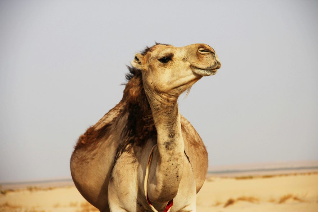 Abu Dhabi: Wielbłąd został sprzedany za około pół miliona złotych